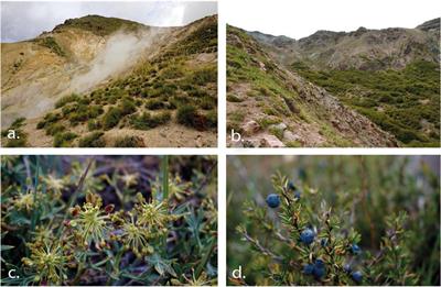 Relieving your stress: PGPB associated with Andean xerophytic plants are most abundant and active on the most extreme slopes